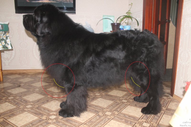 Фото: ньюфаундленд Omar SHerif (Омар Шериф)