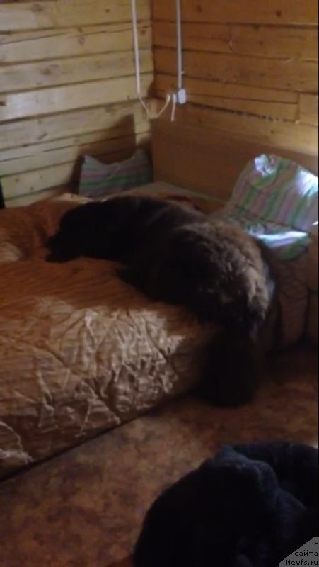 Фото: ньюфаундленд Peter-Bear Bizerta Soul (Петер-Беар Бизерта Соул)