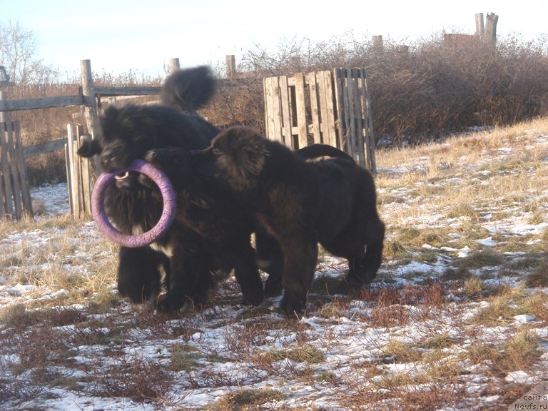 Фото: ньюфаундленд Promise To Love Midnight Bear (Promise To Love Midnight Bear)