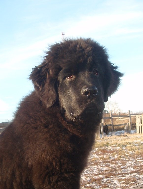 Фото: ньюфаундленд Potap Elana (Потап Елана)