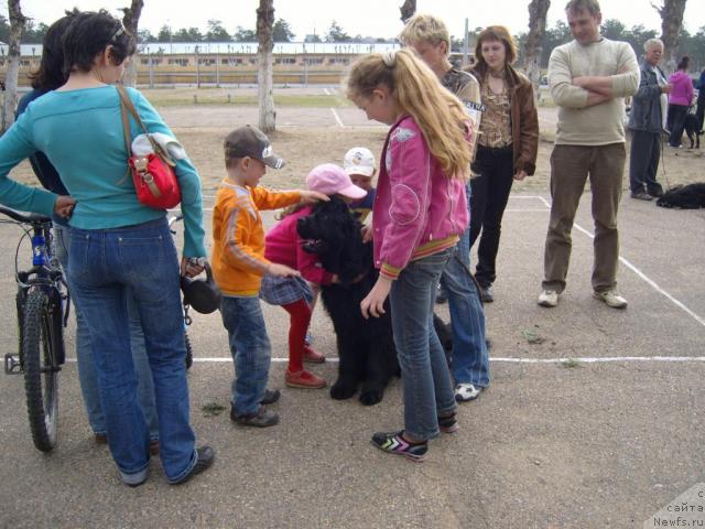 Фото: ньюфаундленд Ryabinushka ot Sibirskogo Medvedya (Рябинушка от Сибирского Медведя)