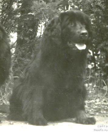 Фото: ньюфаундленд Kyerol Marchell (Кэрол Марчелл)