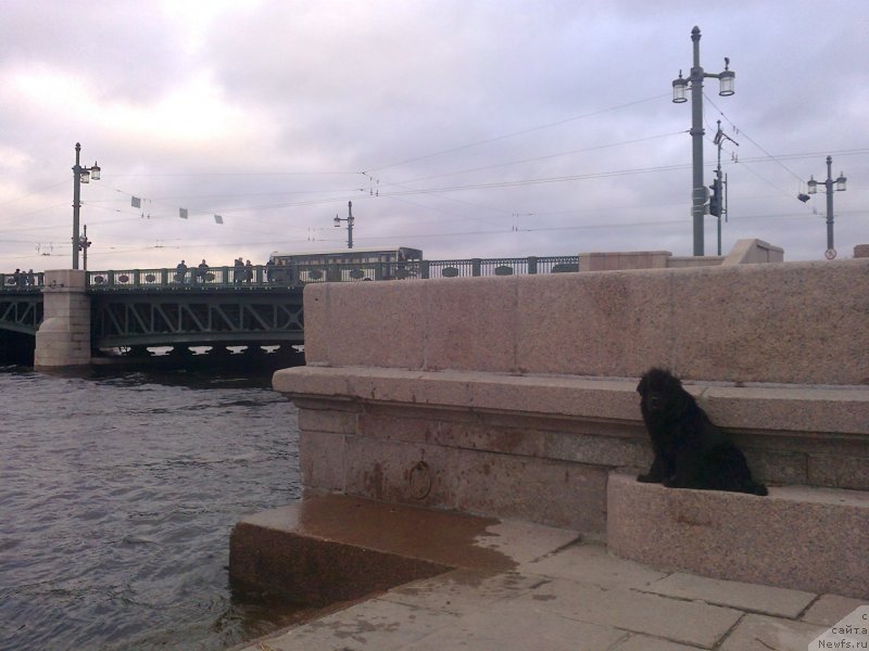 Фото: ньюфаундленд Tsinnamon Bel' Fra Sharmel iz Arkaima (Циннамон БельФра Шармэль из Аркаима)