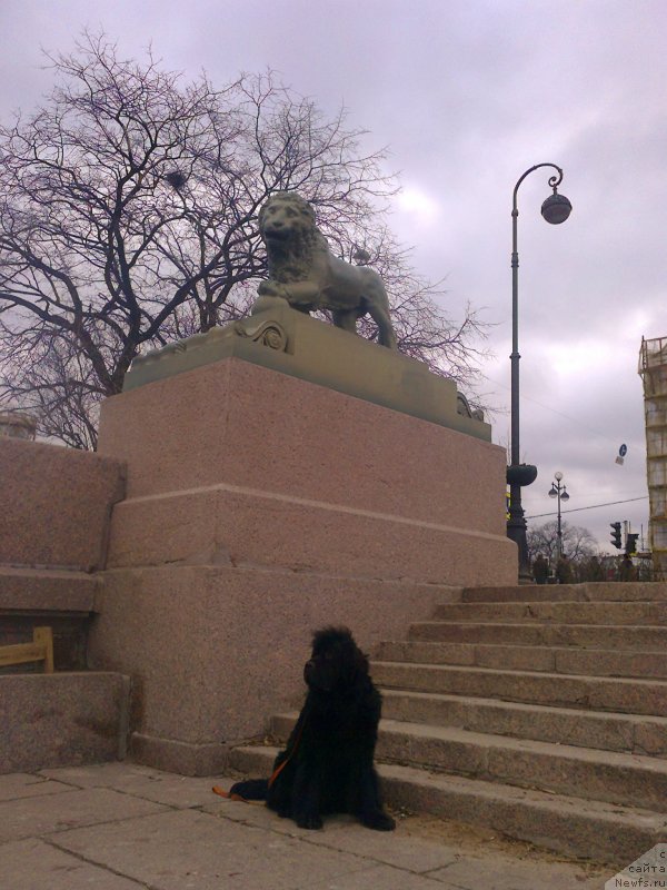 Фото: ньюфаундленд Tsinnamon Bel' Fra Sharmel iz Arkaima (Циннамон БельФра Шармэль из Аркаима)