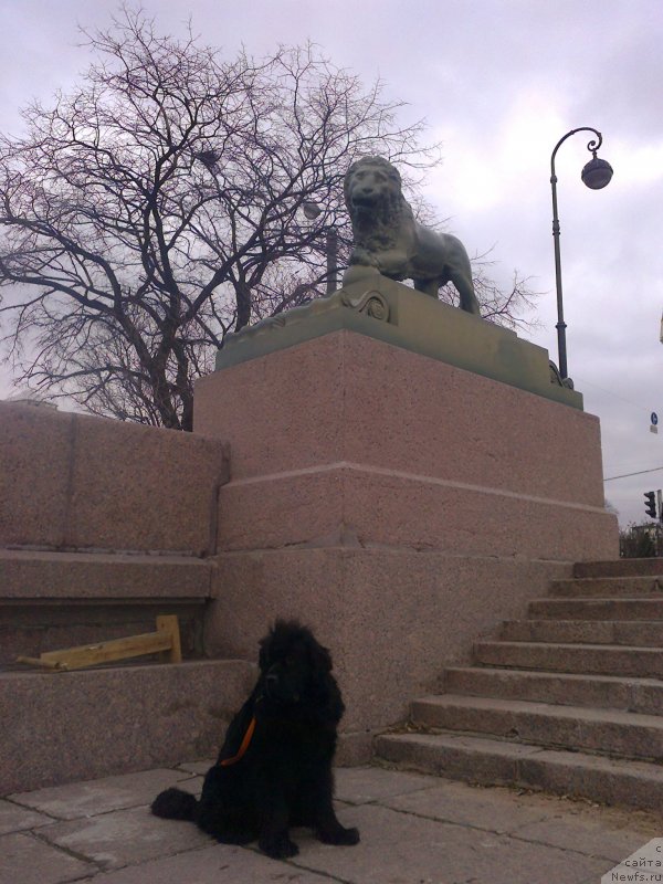 Фото: ньюфаундленд Tsinnamon Bel' Fra Sharmel iz Arkaima (Циннамон БельФра Шармэль из Аркаима)