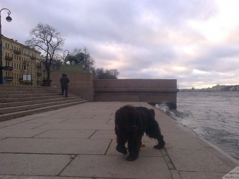Фото: ньюфаундленд Tsinnamon Bel' Fra Sharmel iz Arkaima (Циннамон БельФра Шармэль из Аркаима)