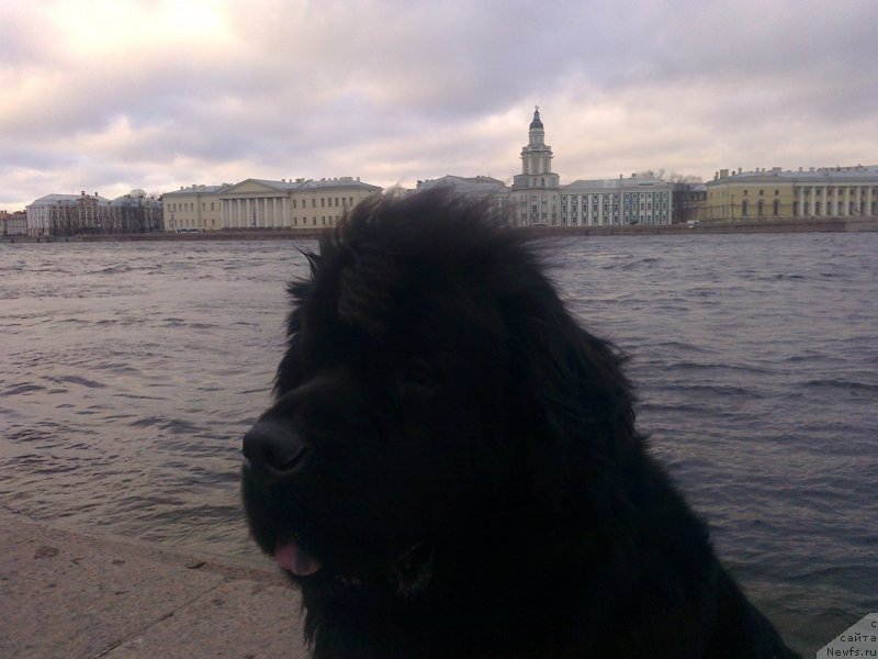 Фото: ньюфаундленд Tsinnamon Bel' Fra Sharmel iz Arkaima (Циннамон БельФра Шармэль из Аркаима)