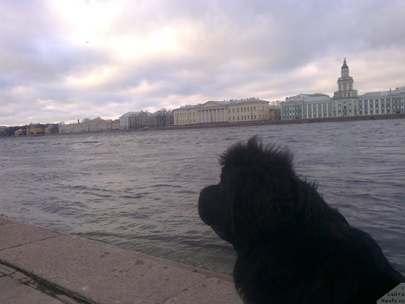 Фото: ньюфаундленд Tsinnamon Bel' Fra Sharmel iz Arkaima (Циннамон БельФра Шармэль из Аркаима)