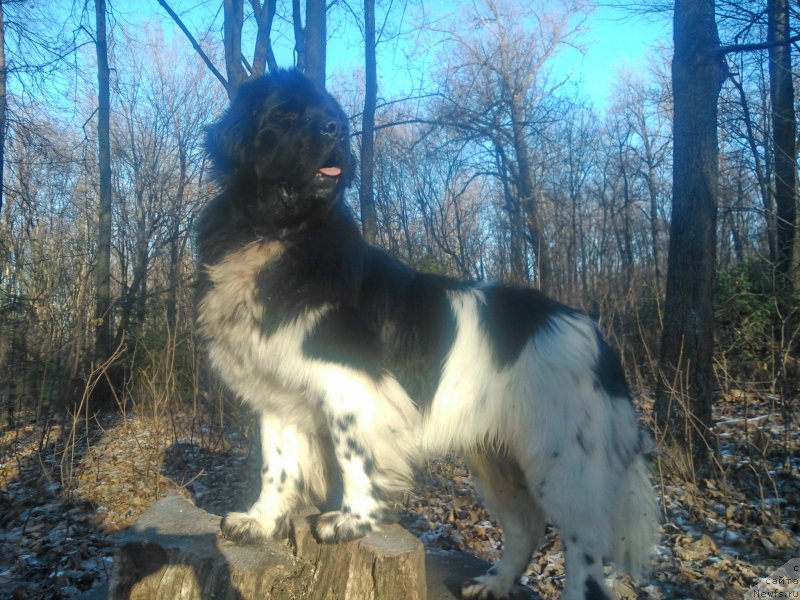Фото: ньюфаундленд Plushevaya Panda Ferrero Rond Noir (Плюшевая Панда Ферреро Ронд Нуар)