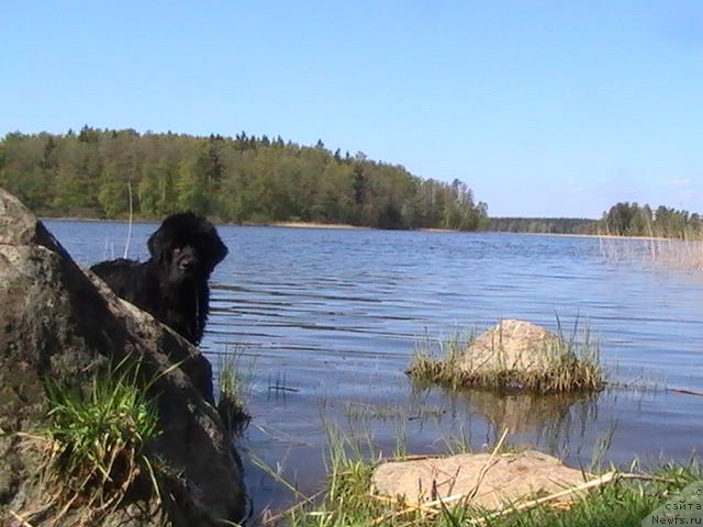 Фото: ньюфаундленд Talula Bell (Талула Белл)