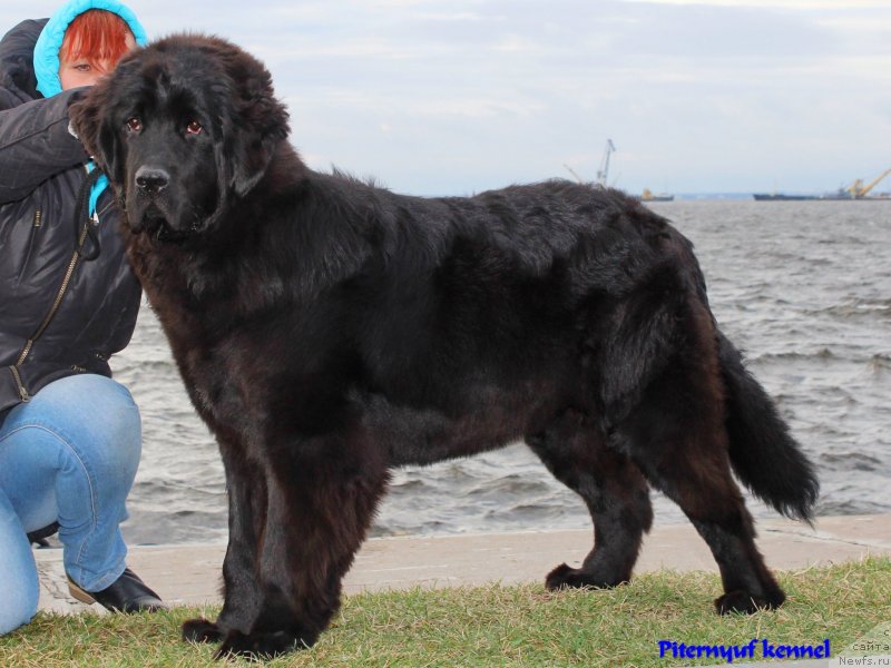 Фото: ньюфаундленд Piternyuf ICQ (Питерньюф ИСК)