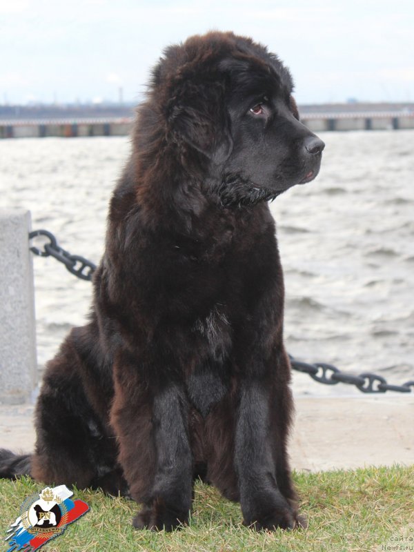 Фото: ньюфаундленд Piternyuf ICQ (Питерньюф ИСК)