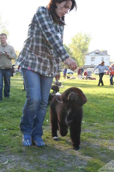 Фото: ньюфаундленд Piternyuf Zhizn' Horosha (Питерньюф Жизнь Хороша)