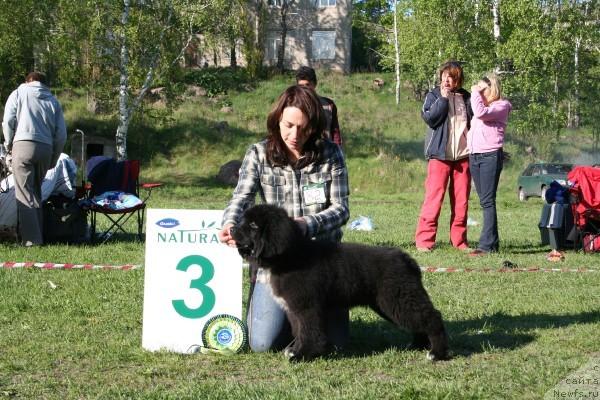 Фото: ньюфаундленд Piternyuf Zhizn' Horosha (Питерньюф Жизнь Хороша)