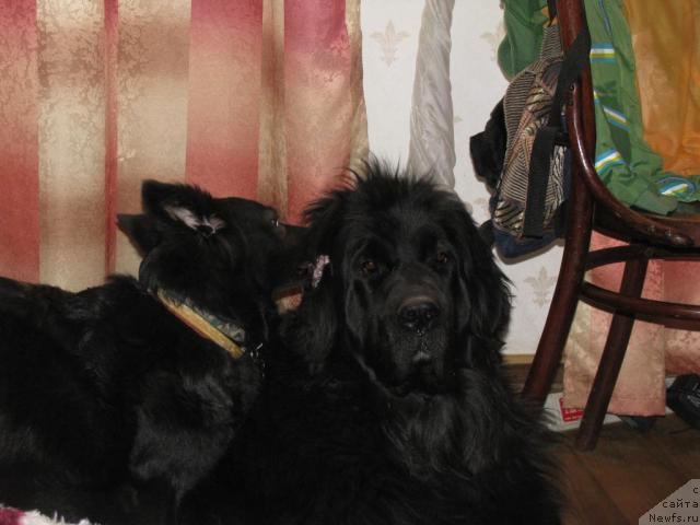 Фото: Фэста, ньюфаундленд Sangriya (Сангрия)