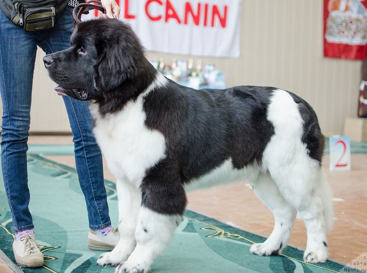 Фотография № 139392