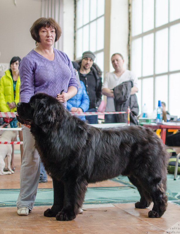 Фото: ньюфаундленд Radomir iz Plemeni Kedra (Радомир из Племени Кедра)