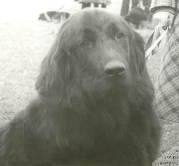 Фото: ньюфаундленд Jenni March (Женни Марч)