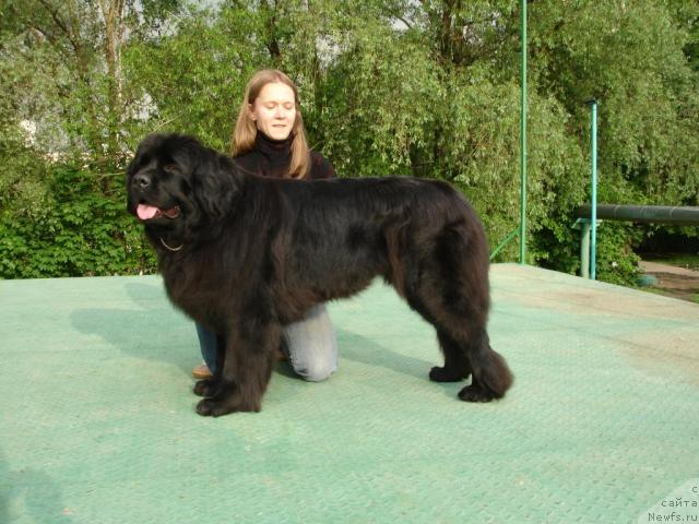Фото: ньюфаундленд CHansi iz Zolotogo Treugol'nika (Чанси из Золотого Треугольника), Tat'yana Rozanova (Татьяна Розанова)