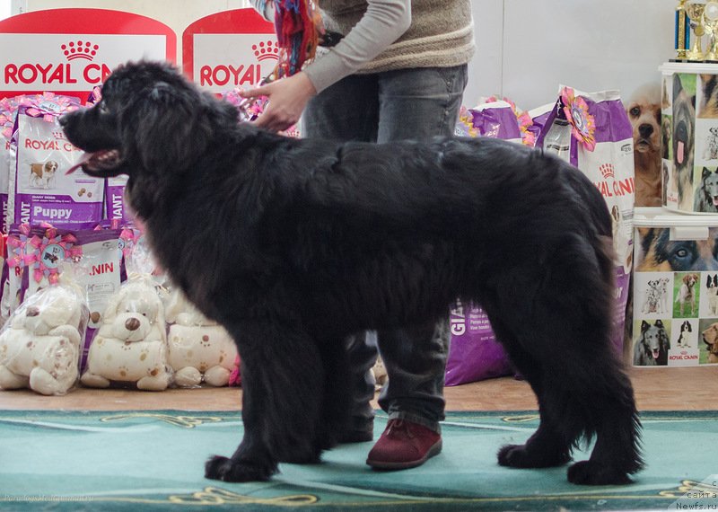 Фотография № 139402