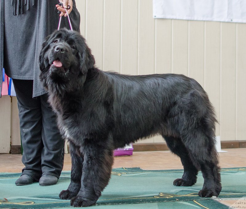 Фотография № 139406