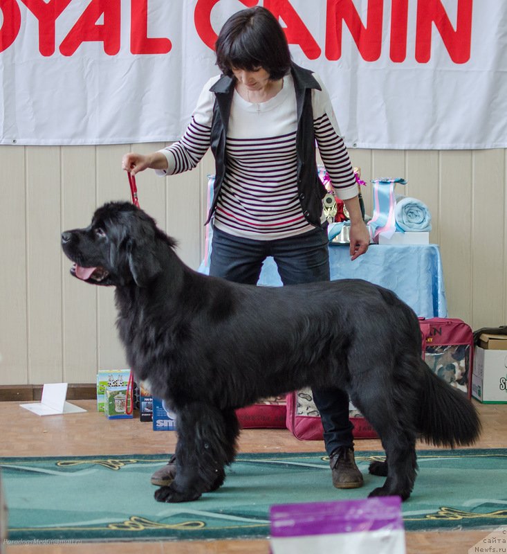 Фото: ньюфаундленд Rapsodiya Lyubvi iz Tihogo Omuta (Рапсодия Любви из Тихого Омута)