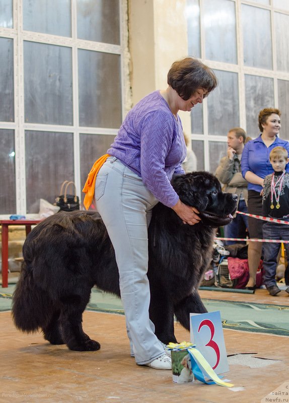 Фото: ньюфаундленд Radomir iz Plemeni Kedra (Радомир из Племени Кедра)