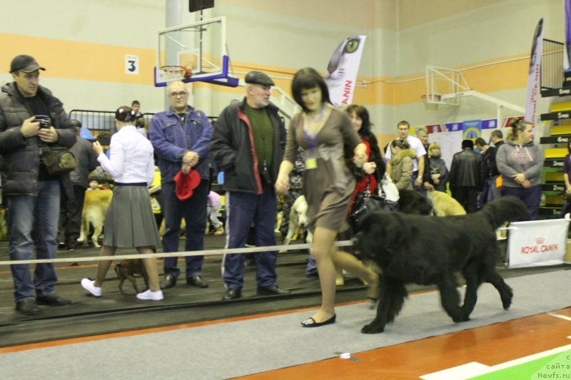 Фото: ньюфаундленд Akvian Song Insayd Mi Vord (Аквиан Сонг Инсайд Ми Ворд), Anna Masal'skaya (Анна Масальская)