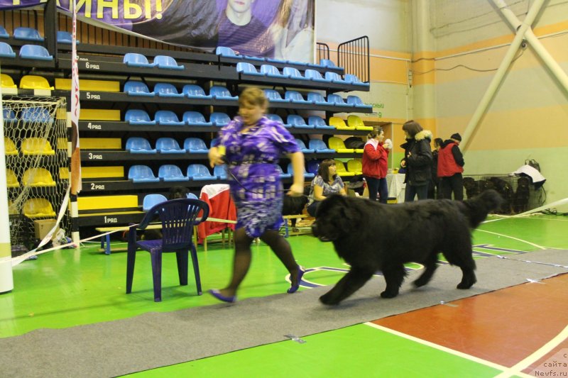 Фото: ньюфаундленд Omar SHerif (Омар Шериф), Lyudmila Ovsyannikova (Людмила Овсянникова)