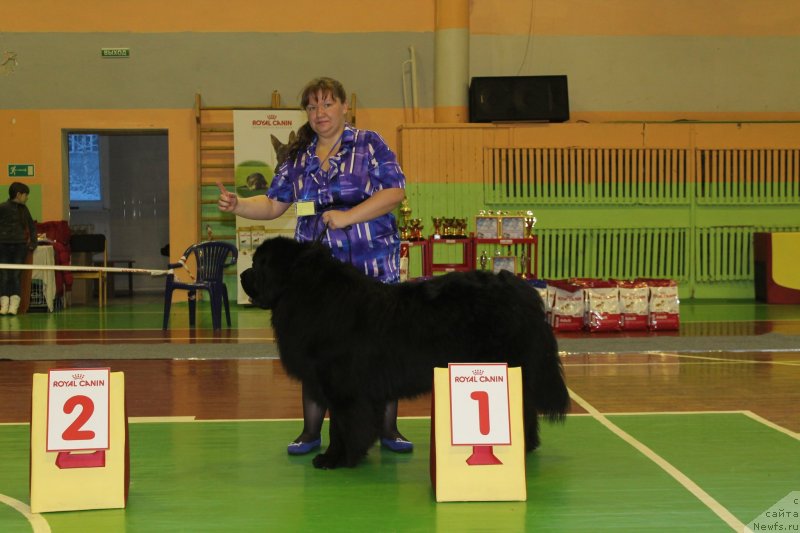 Фото: ньюфаундленд Omar SHerif (Омар Шериф), Lyudmila Ovsyannikova (Людмила Овсянникова)