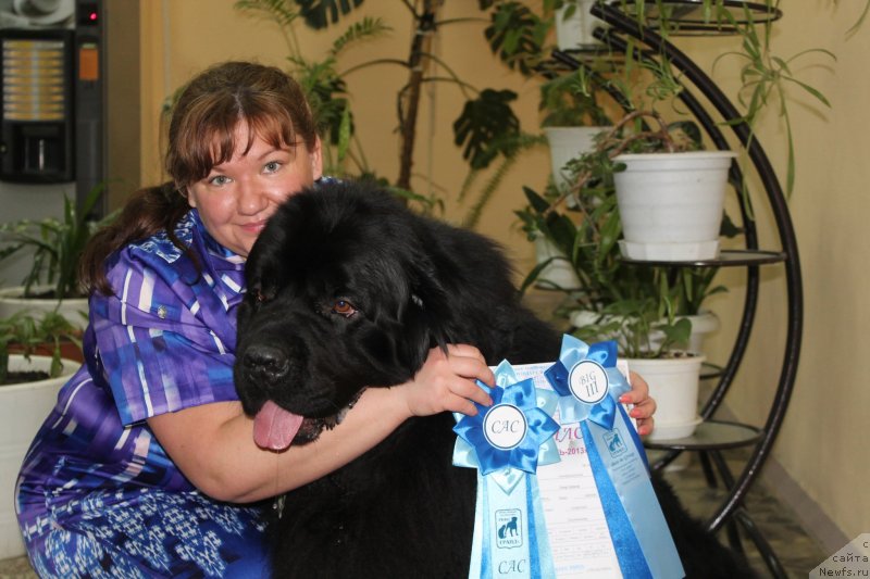 Фото: ньюфаундленд Omar SHerif (Омар Шериф), Lyudmila Ovsyannikova (Людмила Овсянникова)