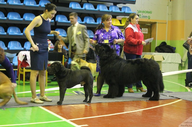 Фото: ньюфаундленд Omar SHerif (Омар Шериф), Lyudmila Ovsyannikova (Людмила Овсянникова)