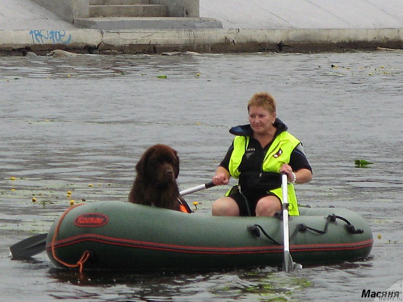 Фото: ньюфаундленд Ocharovashka s Berega Dona (Очаровашка с Берега Дона)