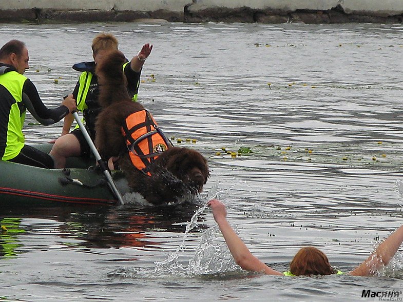Фото: ньюфаундленд Ocharovashka s Berega Dona (Очаровашка с Берега Дона)