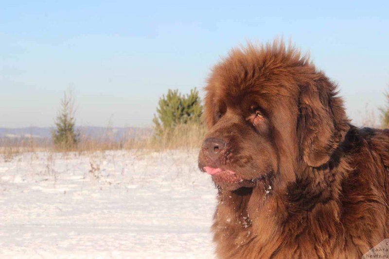Фото: ньюфаундленд Barhatka Roskoshnaya (Бархатка Роскошная)