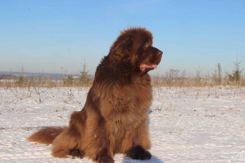 Фото: ньюфаундленд Barhatka Roskoshnaya (Бархатка Роскошная)