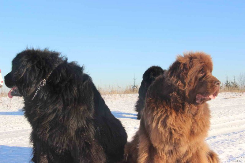 Фото: ньюфаундленд N'yufort Lunnyiy Barhat (Ньюфорт Лунный Бархат), ньюфаундленд Barhatka Roskoshnaya (Бархатка Роскошная)