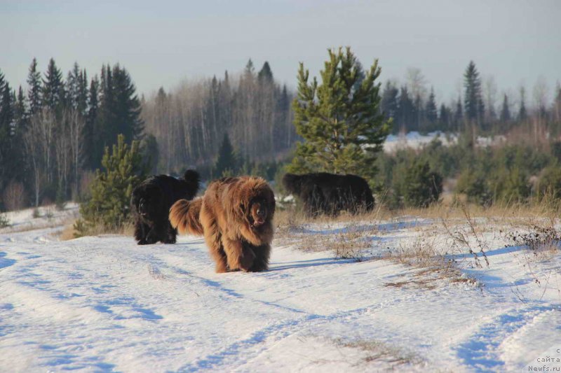 Фото: ньюфаундленд Baloven' Sud'byi (Баловень Судьбы), ньюфаундленд N'yufort Lunnyiy Barhat (Ньюфорт Лунный Бархат), ньюфаундленд Barhatka Roskoshnaya (Бархатка Роскошная)