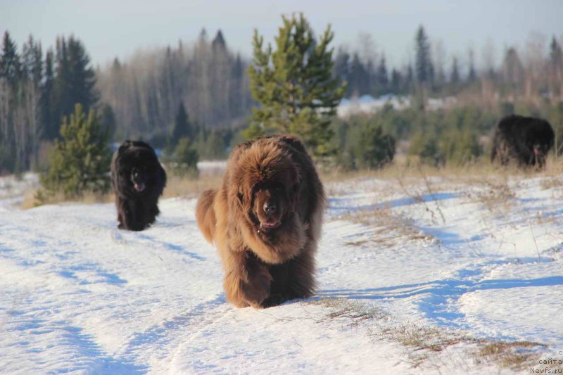 Фото: ньюфаундленд Baloven' Sud'byi (Баловень Судьбы), ньюфаундленд Barhatka Roskoshnaya (Бархатка Роскошная)