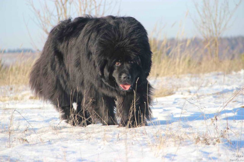 Фото: ньюфаундленд N'yufort Lunnyiy Barhat (Ньюфорт Лунный Бархат)