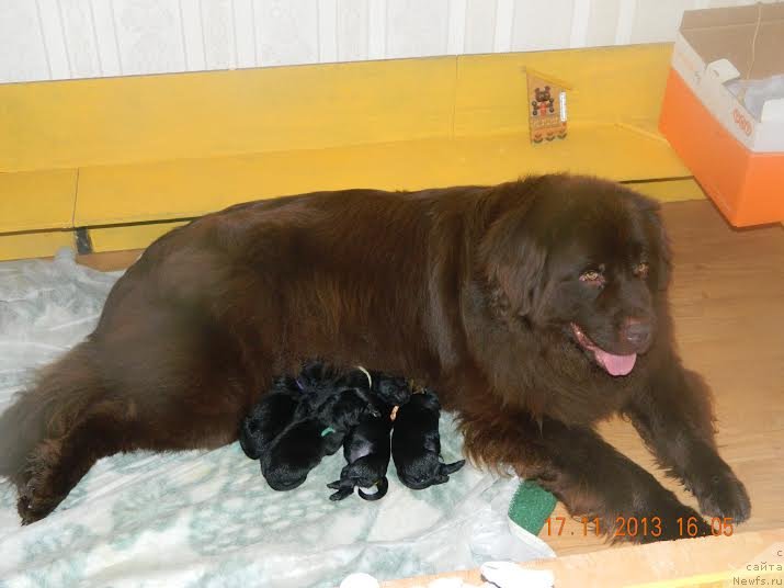 Фото: ньюфаундленд Ocharovashka s Berega Dona (Очаровашка с Берега Дона)