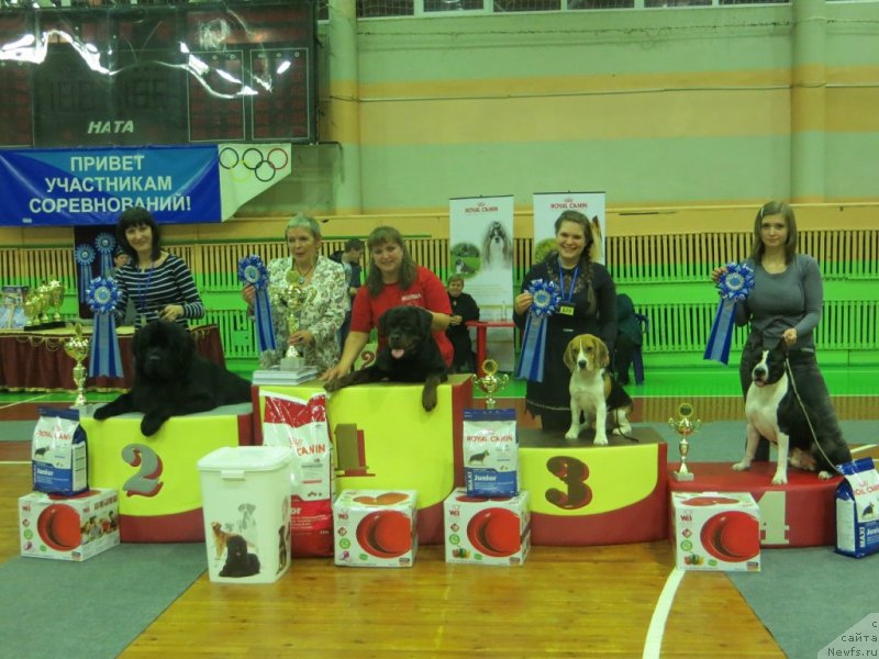 Фото: ньюфаундленд Akvian Song Insayd Mi Vord (Аквиан Сонг Инсайд Ми Ворд), Anna Masal'skaya (Анна Масальская)