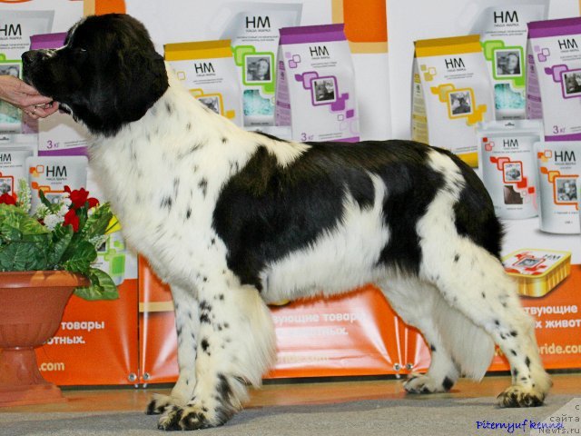 Фото: ньюфаундленд Piternyuf Honey-Money (Питерньюф Хонеу-Монеу)