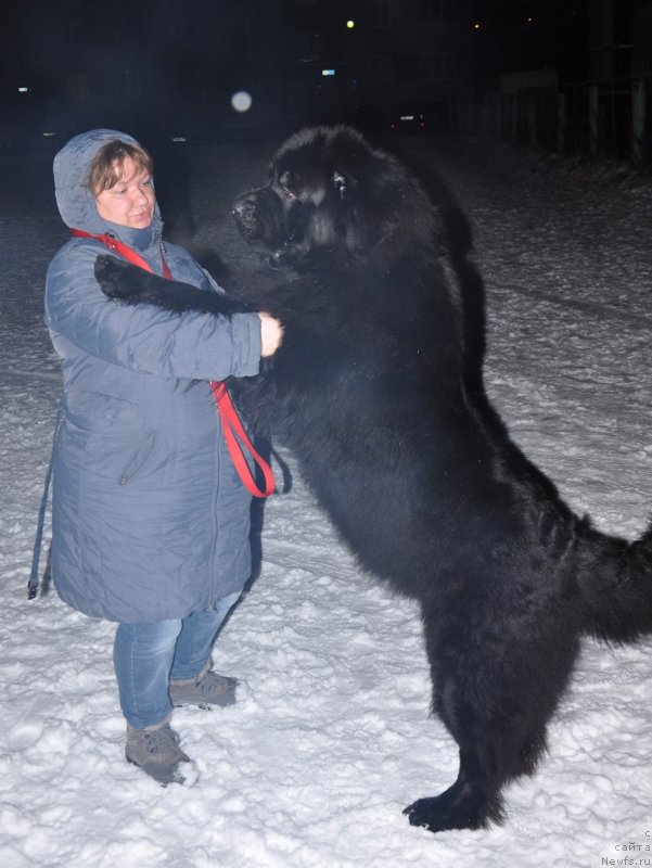 Фото: ньюфаундленд Omar SHerif (Омар Шериф), Lyudmila Ovsyannikova (Людмила Овсянникова)