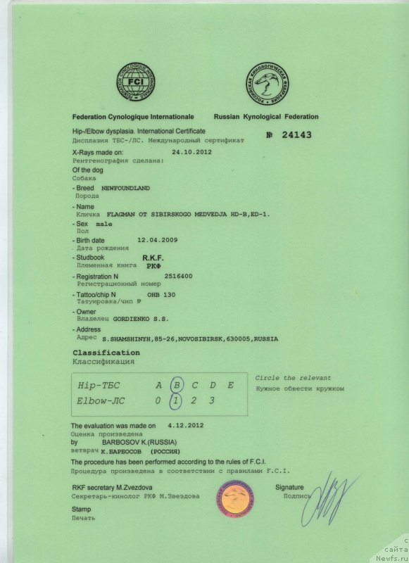 Фото: ньюфаундленд Flagman ot Sibirskogo Medvedja (Флагман от Сибирского Медведя)
