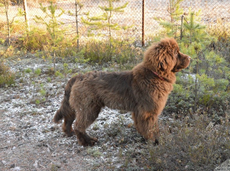 Фото: ньюфаундленд I Follow The Sun de L'Etoile de Cyrice