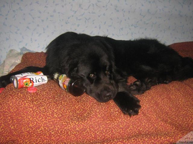 Фото: ньюфаундленд Arman'yak Dushi Moey (Арманьяк Души Моей)