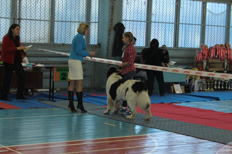 Фото: ньюфаундленд Keeper Soul Nou Daut Best (Кипер Соул Ноу Даут Бэст)