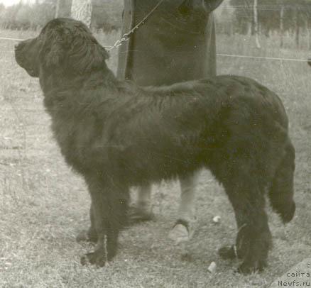 Фото: ньюфаундленд Jul'en March (Жульен Марч)