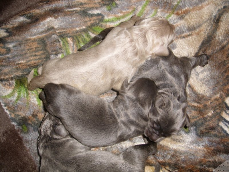 Фото: детки, ньюфаундленд CHernyiy SHarm Amber Best Dog FO Marleon (Черный Шарм Амбер Бест Дог ФО Марлеон), ньюфаундленд Akvamarinovaya Krasotka dlya Marleon (Аквамариновая Красотка для Марлеон)